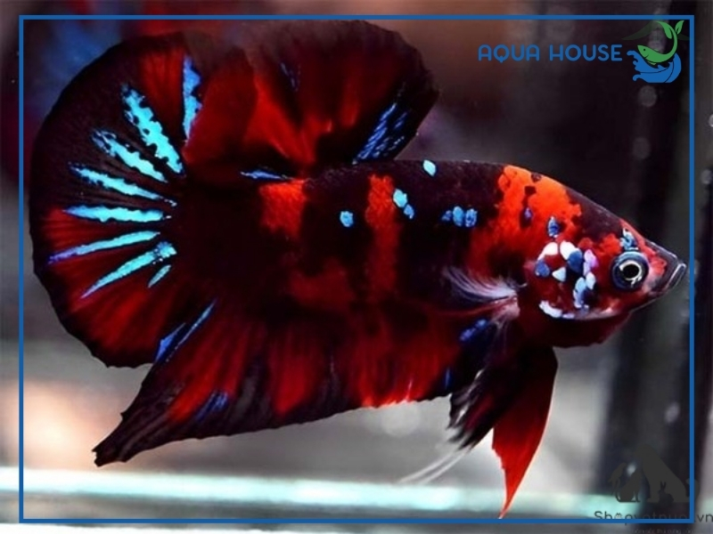 Nguồn gốc của cá xiêm Indo