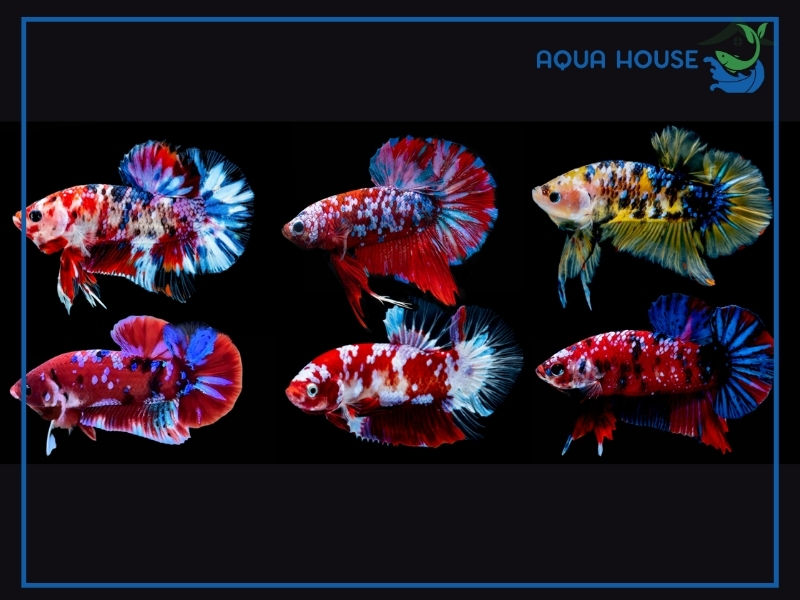 Các Dòng Cá Xiêm Indo Phổ Biến Trên Thị Trường