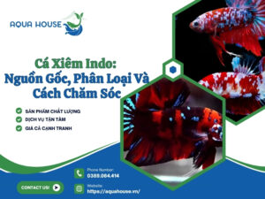 Cá xiêm Indo