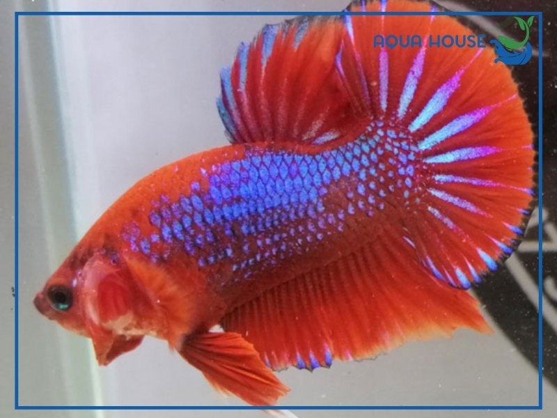 Cách Nuôi Cá Xiêm Indo Khỏe Lên Màu Đẹp