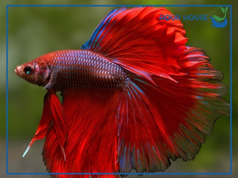 Các Dòng Cá Xiêm Lửa Phổ Biến Hiện Nay