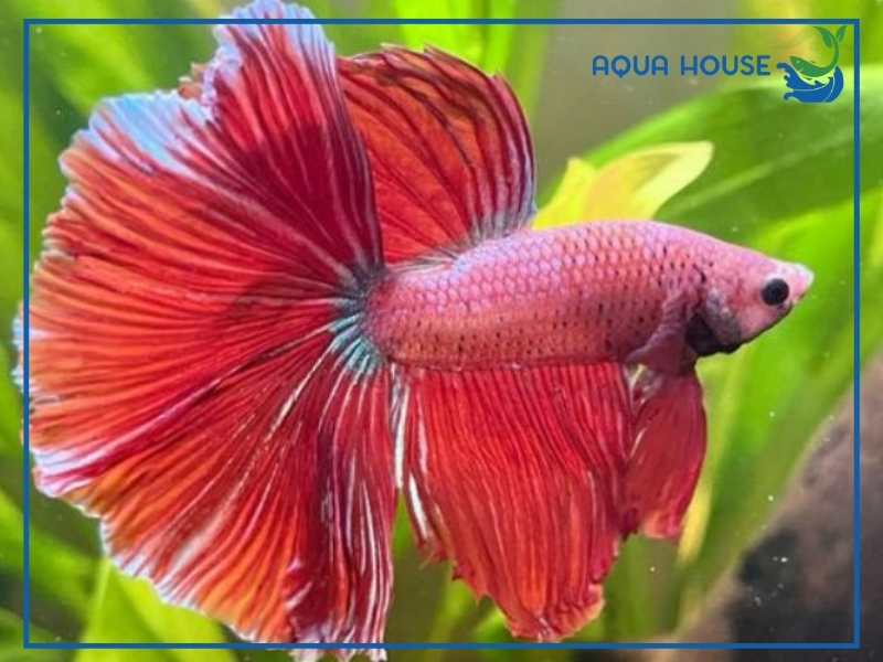 Đặc Điểm Nhận Biết Cá Xiêm Lửa