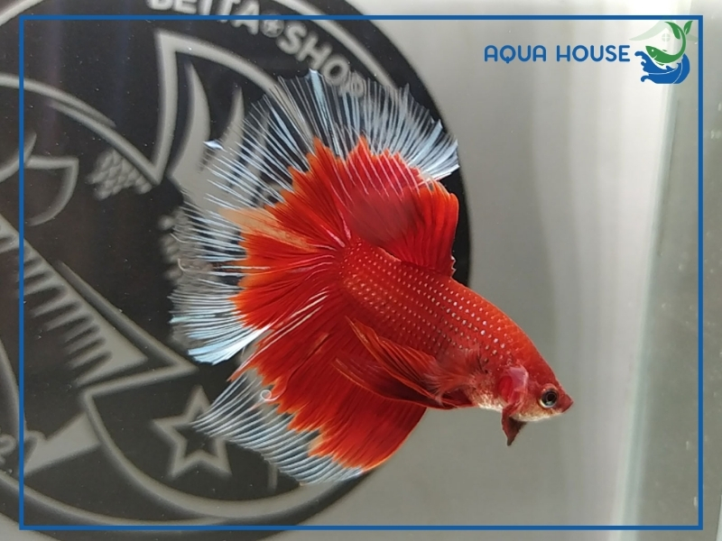 Cách Nuôi Cá Xiêm Lửa Khỏe Đẹp
