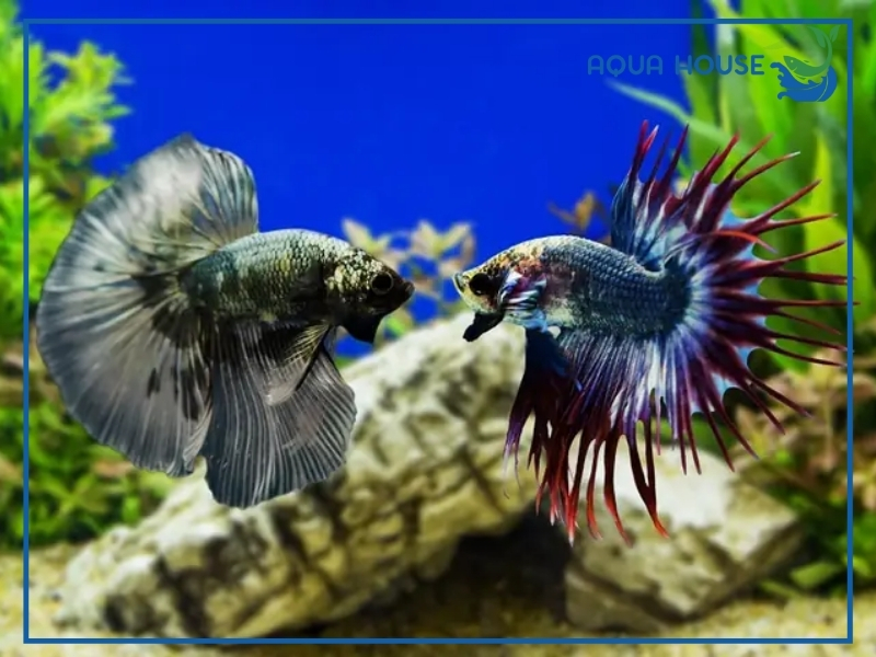 Lưu Ý Khi Nuôi Chung Cá Xiêm Với Các Loại Cá Khác