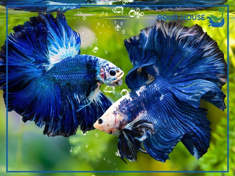 Những Loài Không Nên Nuôi Chung Với Cá Xiêm