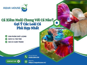 Cá xiêm nuôi chung với cá nào