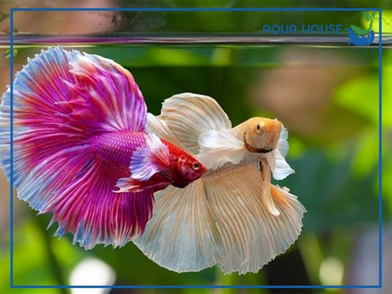 Cá Xiêm Nuôi Chung Với Cá Nào Phù Hợp Nhất?