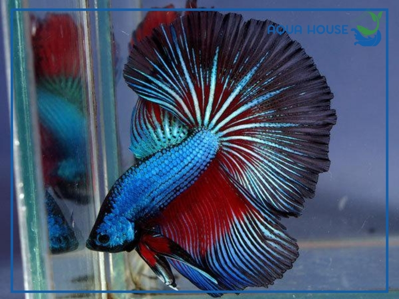 Đặc Điểm Nhận Biết Cá Xiêm Phướng