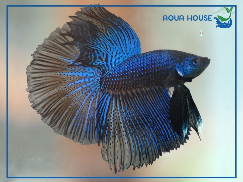 Cách Nuôi Cá Xiêm Phướng Khỏe Đẹp