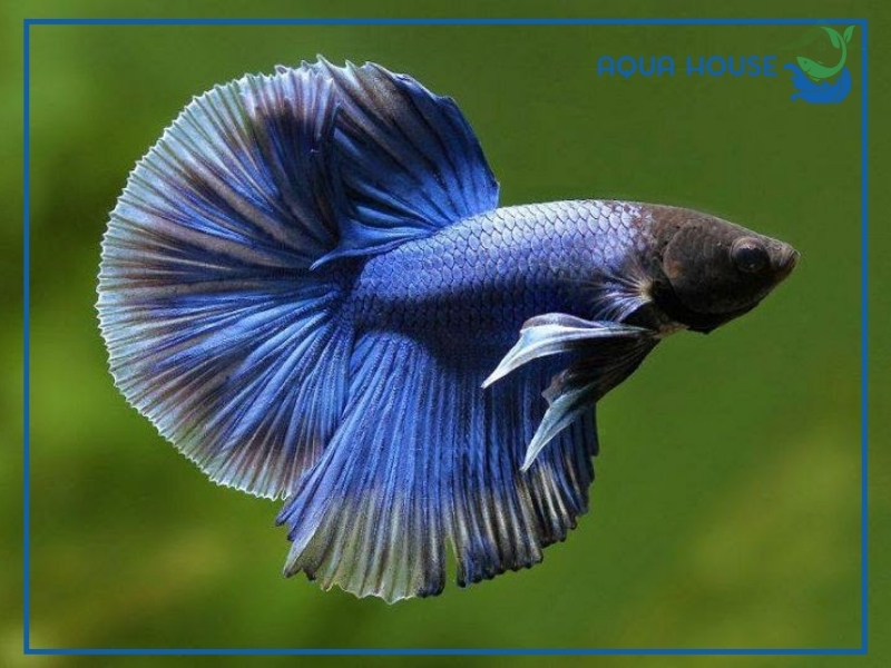 Top Các Dòng Cá Xiêm Rồng Đẹp Được Săn Đón Nhiều Nhất 34 Các Dòng Cá Xiêm Rồng Phổ Biến Hiện Nay