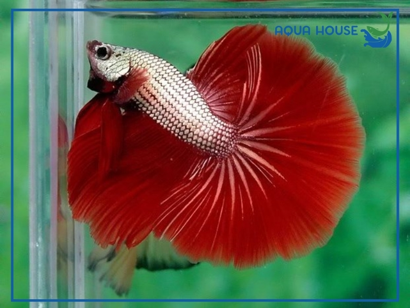 Top Các Dòng Cá Xiêm Rồng Đẹp Được Săn Đón Nhiều Nhất 35 Cách Nuôi Cá Xiêm Rồng Khỏe Đẹp