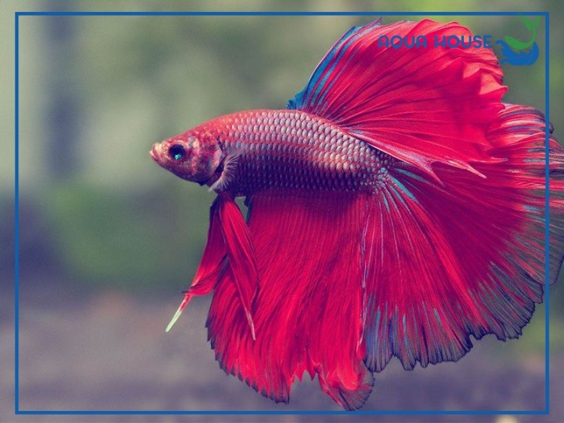 Top Các Dòng Cá Xiêm Rồng Đẹp Được Săn Đón Nhiều Nhất 33 Đặc Điểm Nhận Biết Cá Xiêm Rồng