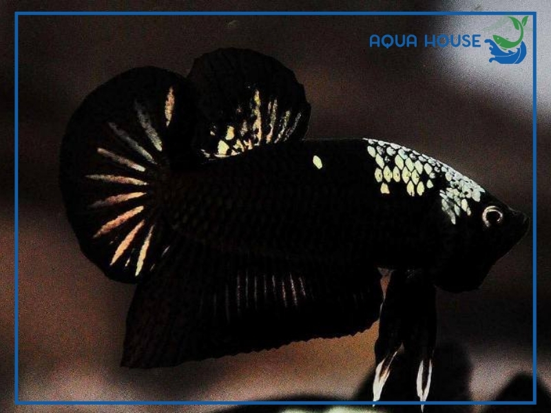 Nguồn gốc của cá xiêm Samurai