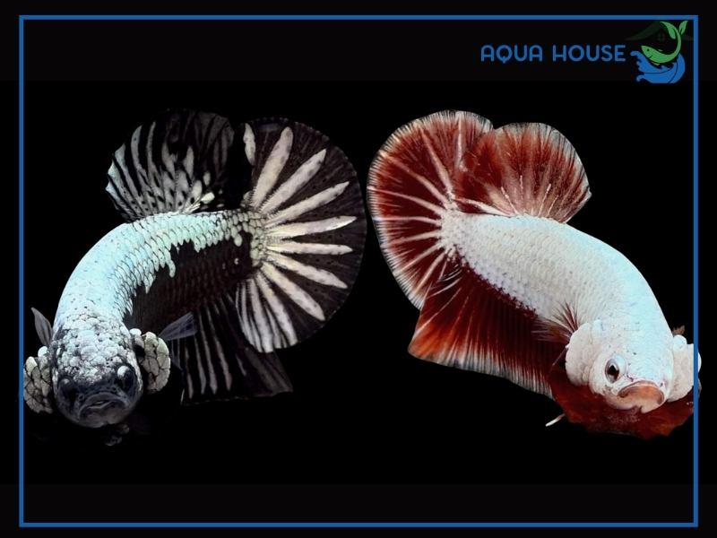 Các Dòng Cá Xiêm Samurai Phổ Biến Hiện Nay