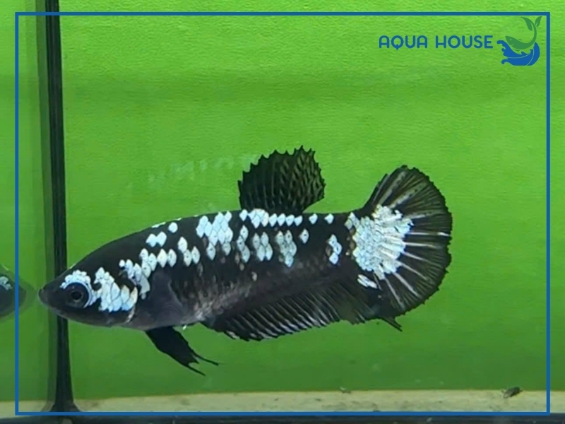 Cá Xiêm Samurai Giá Bao Nhiêu?