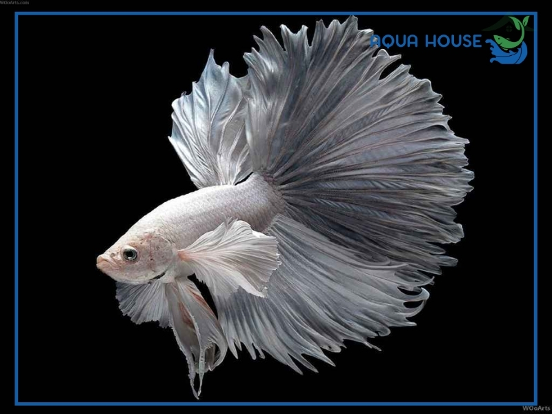 Cách Giúp Cá Xiêm Sống Lâu Hơn