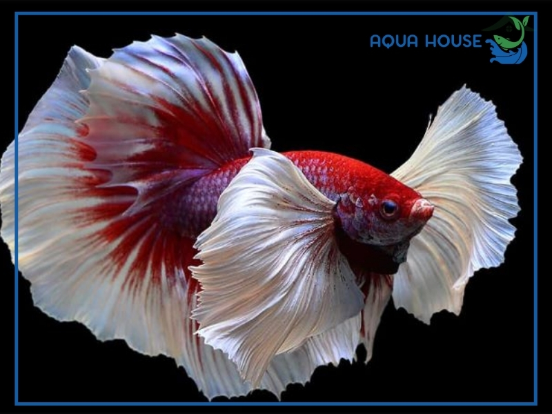 Các Yếu Tố Ảnh Hưởng Đến Tuổi Thọ Cá Xiêm