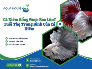 Cá xiêm sống được bao lâu