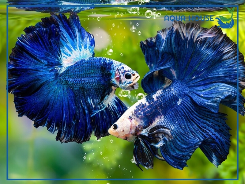 Cá Xiêm Thái (Betta Thái Lan): Đặc Điểm Và Cách Nuôi Cá Khỏe Đẹp 34 Các Dòng Cá Xiêm Thái Phổ Biến Hiện Nay