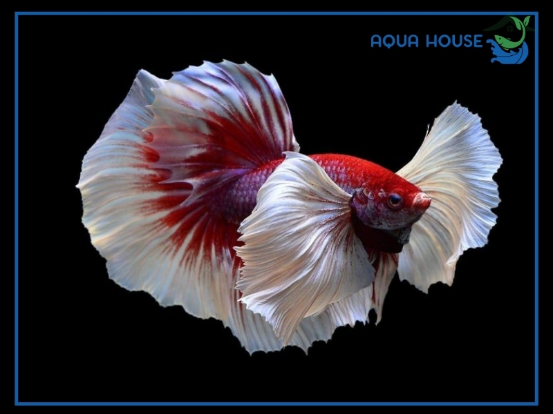 Cá Xiêm Thái (Betta Thái Lan): Đặc Điểm Và Cách Nuôi Cá Khỏe Đẹp 35 Cách Nuôi Cá Xiêm Thái Khỏe Đẹp, Lên Màu Chuẩn