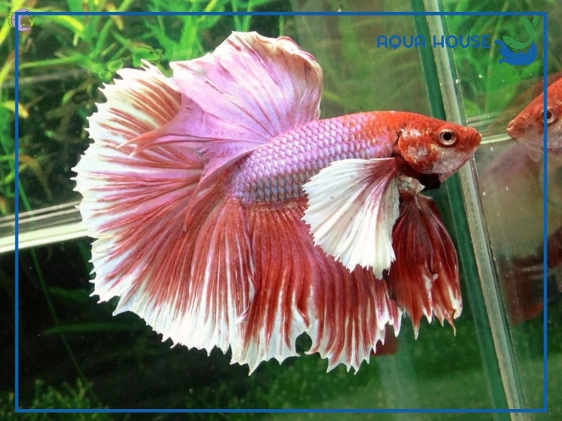 Cá Xiêm Thái (Betta Thái Lan): Đặc Điểm Và Cách Nuôi Cá Khỏe Đẹp 33 Đặc Điểm Nhận Biết Cá Xiêm Thái