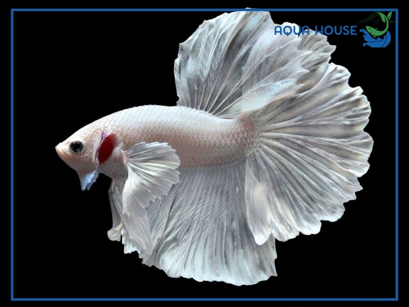 Cá Xiêm Trắng Halfmoon