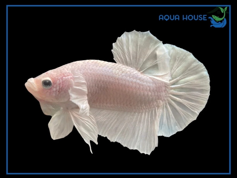 Các Dòng Cá Xiêm Trắng Phổ Biến Hiện Nay