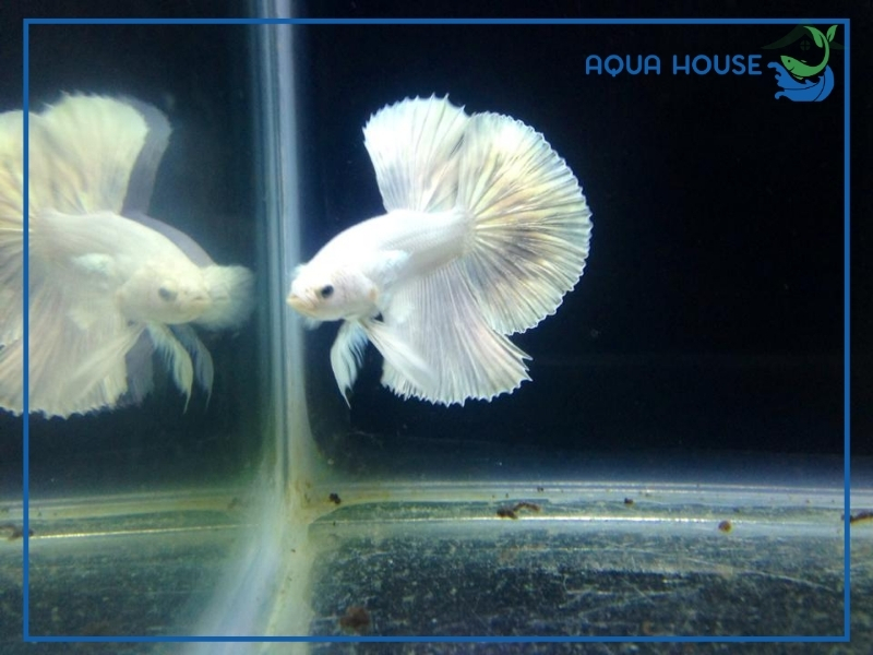 Những Lưu Ý Khi Nuôi Cá Xiêm Trắng