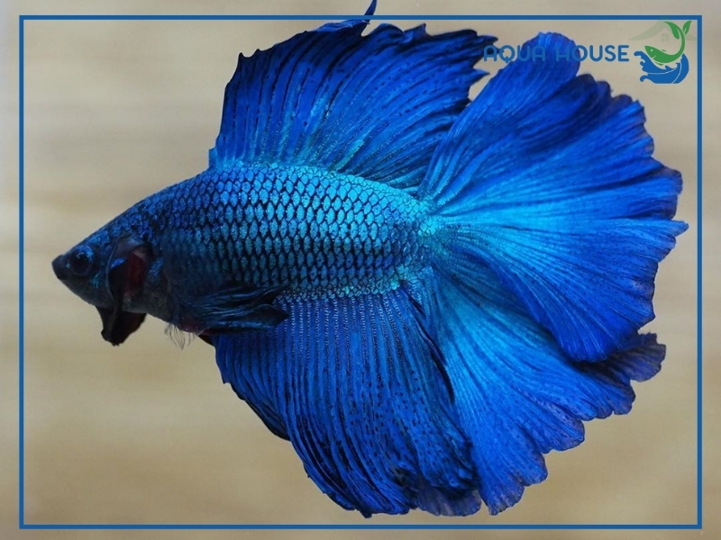 Top Các Dòng Cá Xiêm Xanh Đẹp Nhất Hiện Nay 35 Cách Nuôi Cá Xiêm Xanh Lên Màu Đẹp