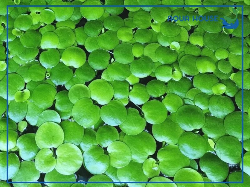 Những lưu ý khi nuôi bèo Nhật trong hồ cá