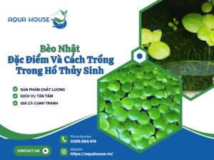 Bèo Nhật