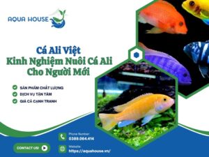 Cá Ali Việt