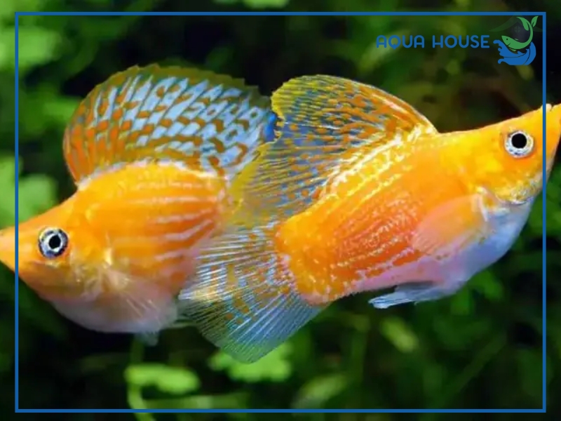 Kinh nghiệm nuôi cá bình tích cho người mới