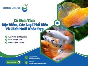 Cá bình tích