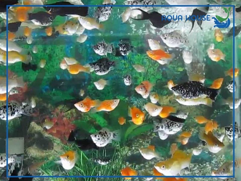 Các loại cá bình tích phổ biến hiện nay