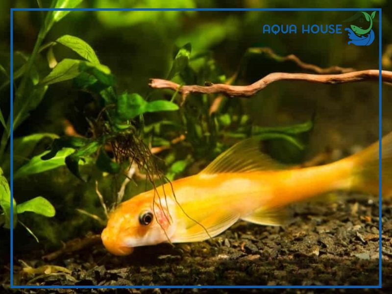 Những Lưu Ý Quan Trọng Khi Nuôi Cá Bống Dọn Bể