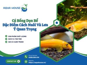Cá bống dọn bể