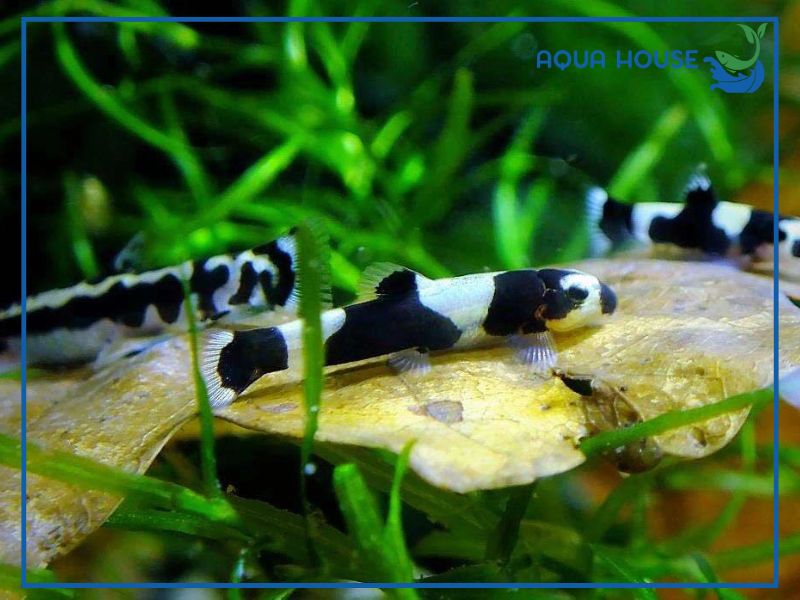 Ý nghĩa phong thủy của cá Bống Panda