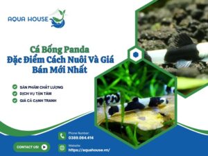 Cá bống Panda