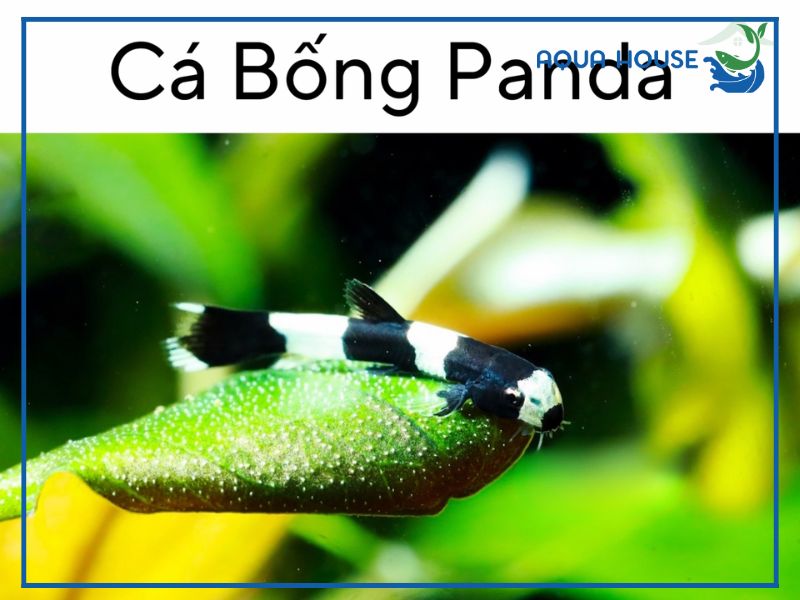 Nguồn gốc và đặc điểm của cá Bống Panda