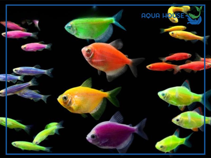Các Loại Cá Cánh Buồm Dạ Quang Phổ Biến Hiện Nay