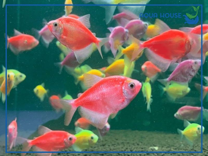 Cách Nuôi Cá Cánh Buồm Dạ Quang Lên Màu Đẹp