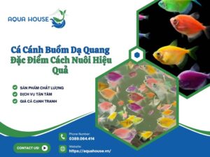 Cá cánh buồm dạ quang