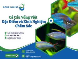 Cá cầu vồng Việt