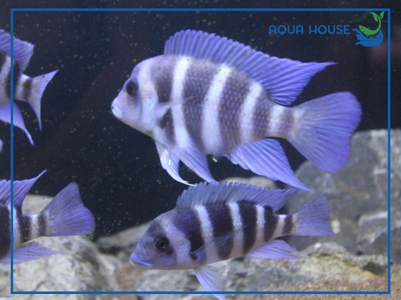 Đặc điểm sinh học của cá đầu bò