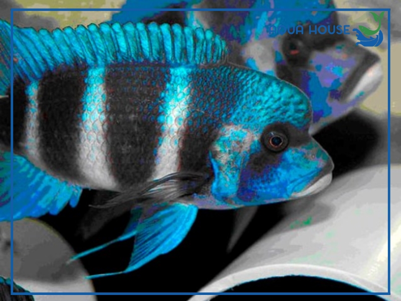 Đầu Bò Zaire xanh (Blue Zaire)