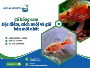 Cá hồng cam