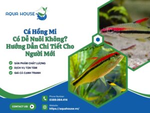 cá hồng mi