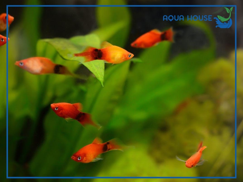 Cá Hột Lựu Có Dễ Nuôi Không?