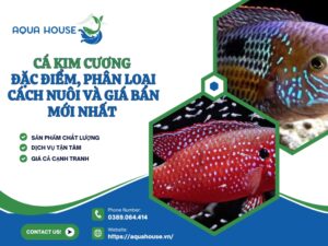 Cá kim cương